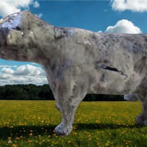 Cow in the Field