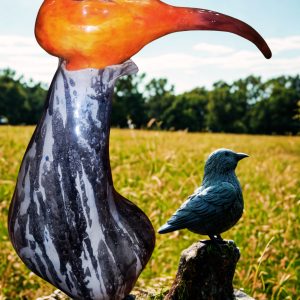 Hadeda Ibis